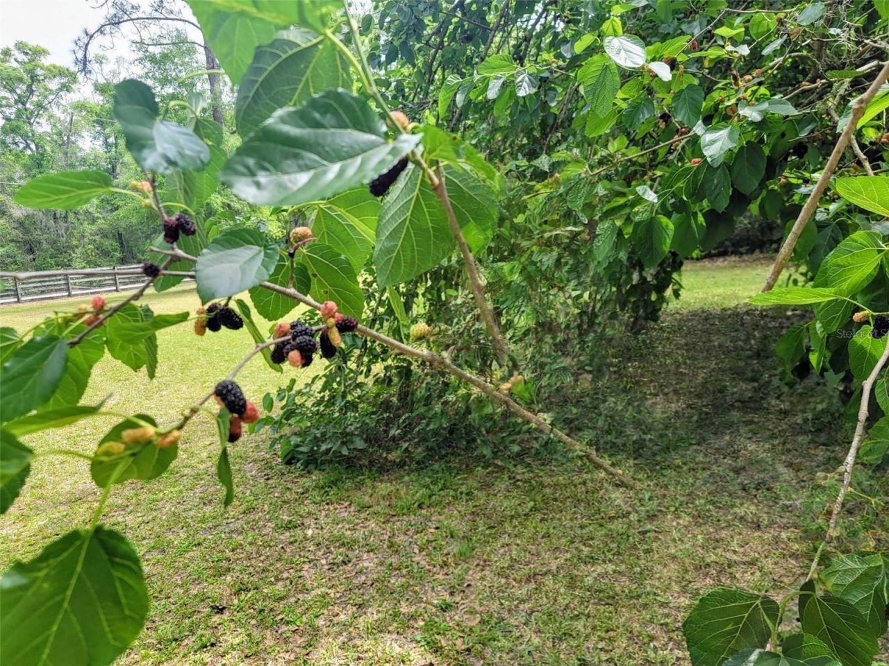 12182 SW State Road 45, Archer, FL 32618 Photo