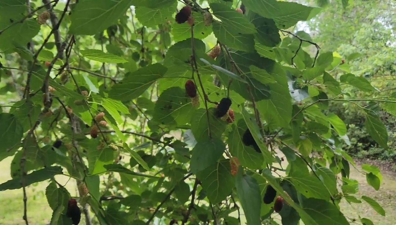 12182 SW State Road 45, Archer, FL 32618 Photo