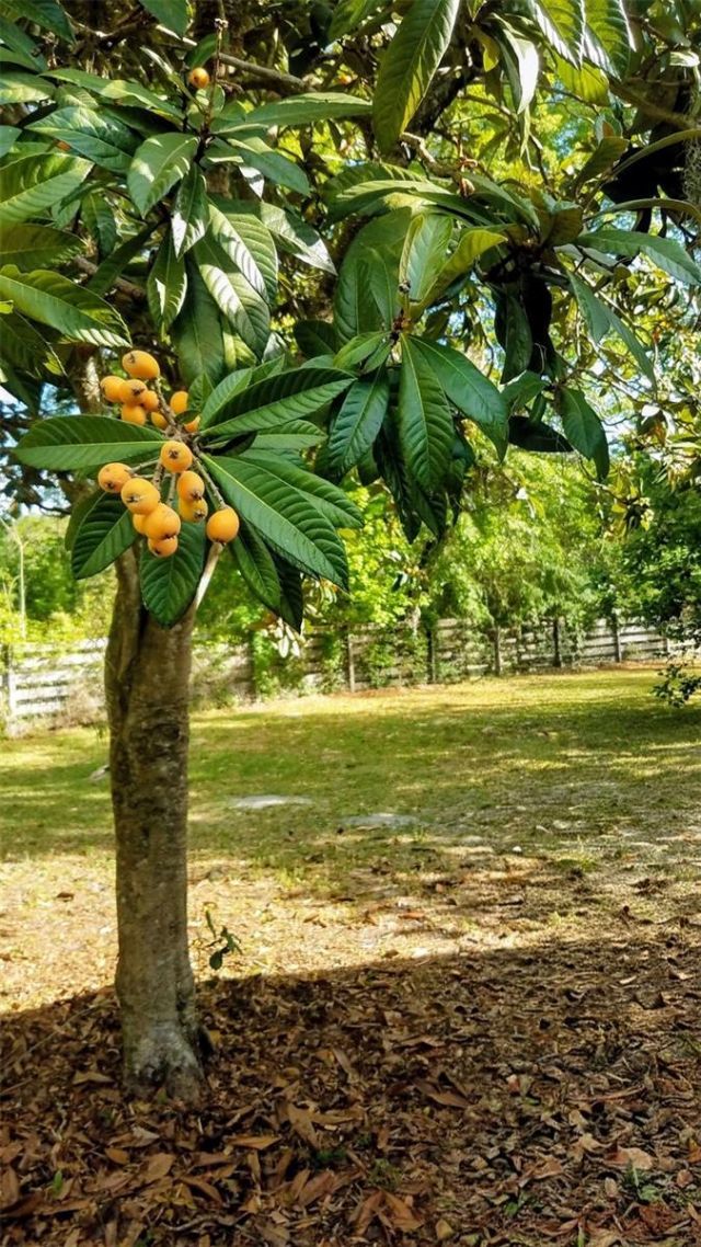 12182 SW State Road 45, Archer, FL 32618 Photo