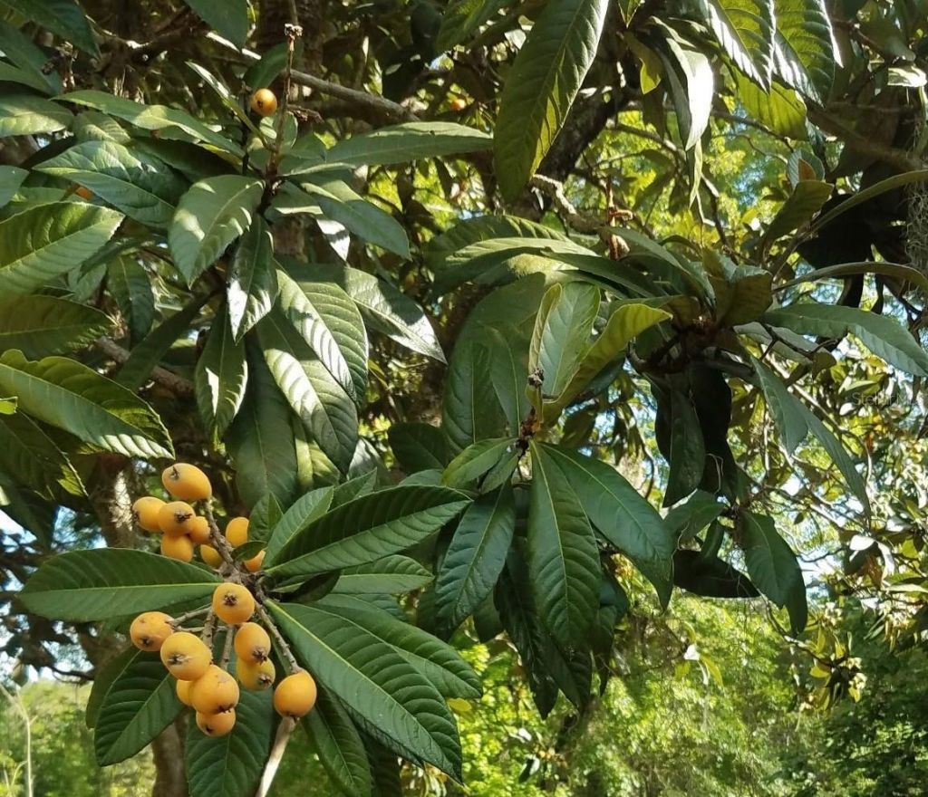 12182 SW State Road 45, Archer, FL 32618 Photo