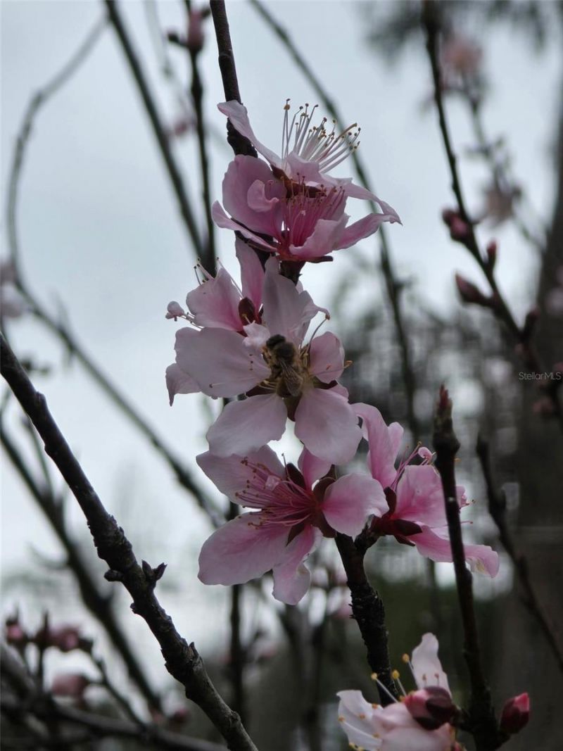 12182 SW State Road 45, Archer, FL 32618 Photo