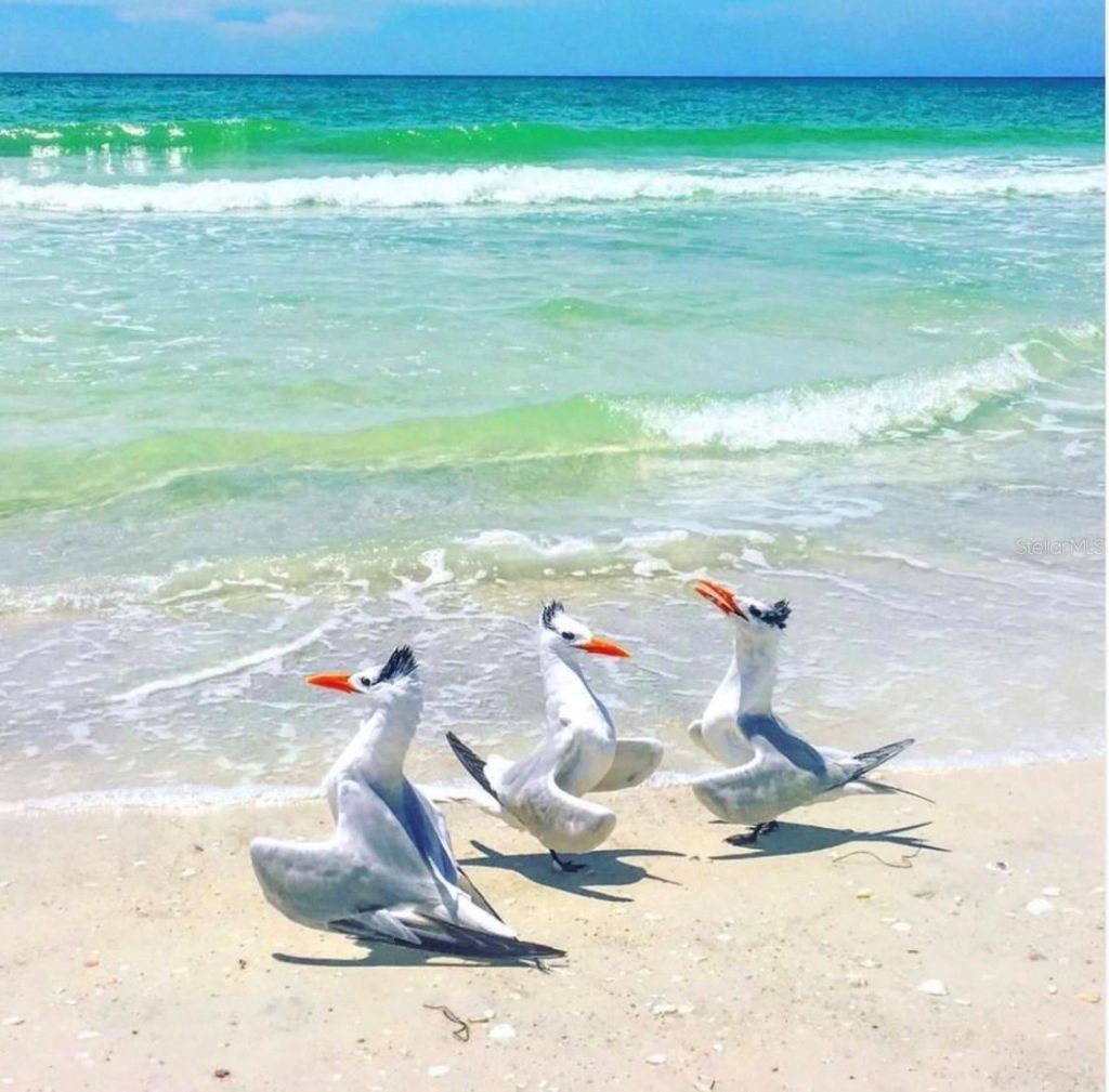 6750 Gulf Of Mexico Drive, Unit 151, Longboat Key, FL 34228 Photo