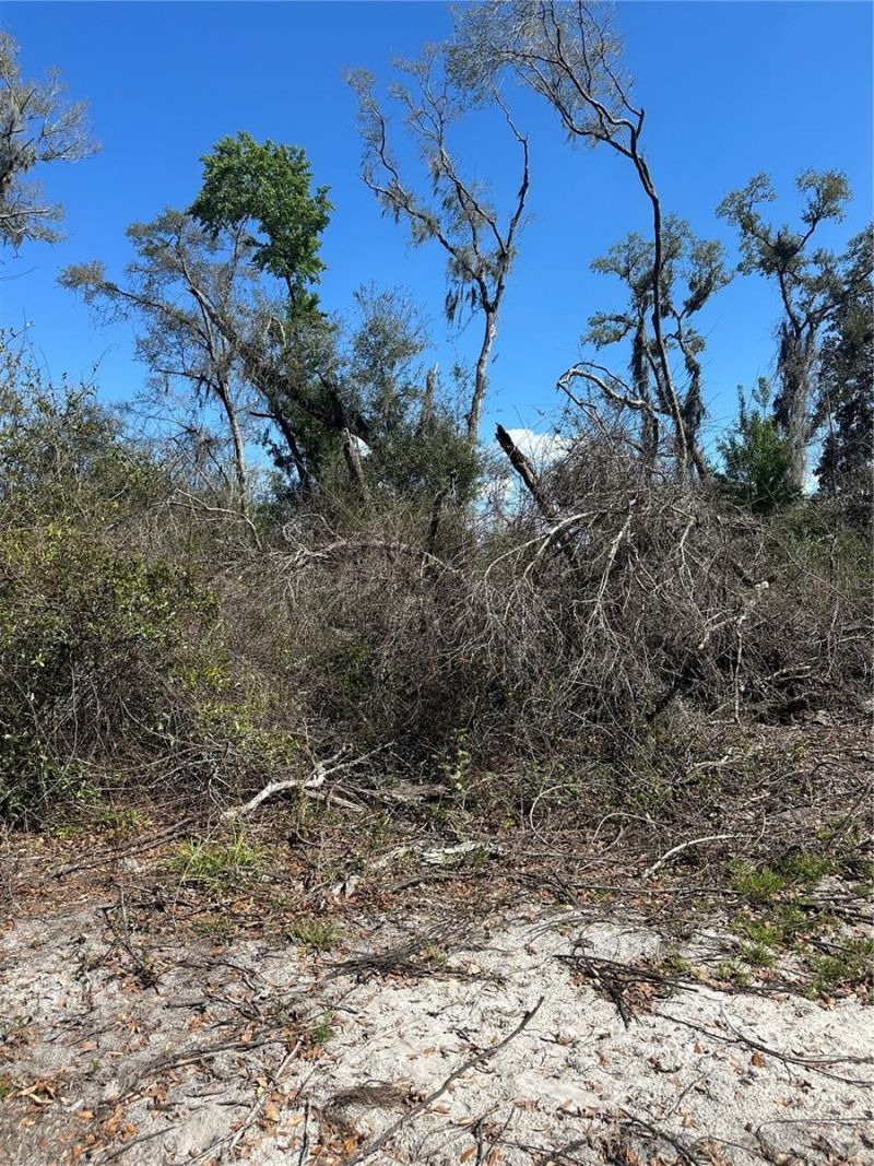 Ne 688th Avenue, Cross City, FL 32628 Photo