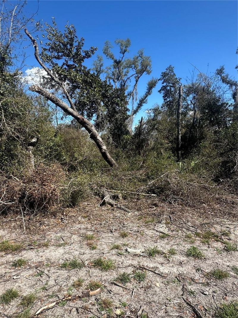 Ne 688th Avenue, Cross City, FL 32628 Photo