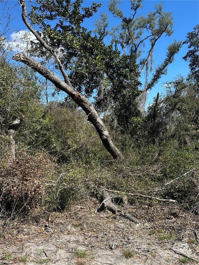 Ne 688th Avenue, Cross City, FL 32628 Photo