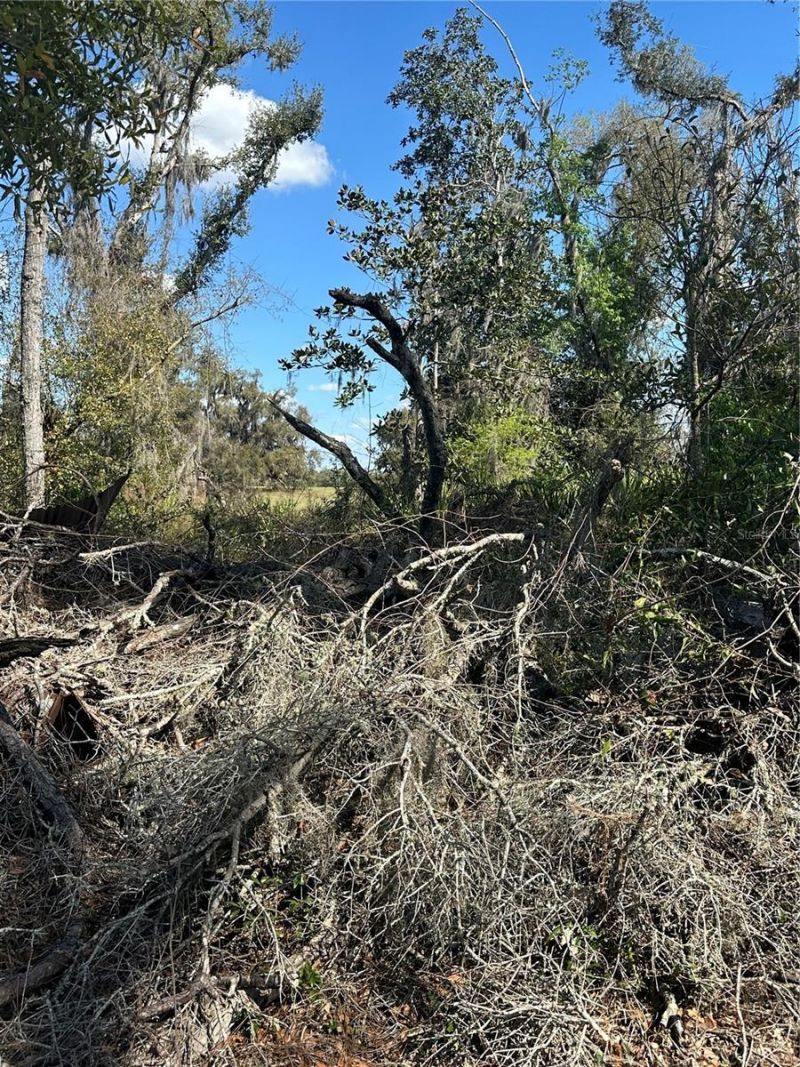 Ne 688th Avenue, Cross City, FL 32628 Photo