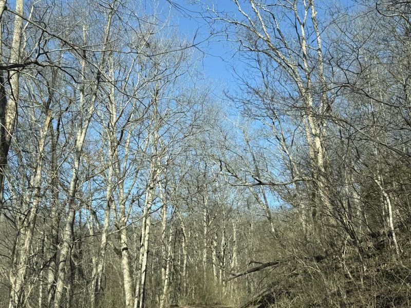 4695 Rabbit Hash Road, Union, KY 41091 Photo 8