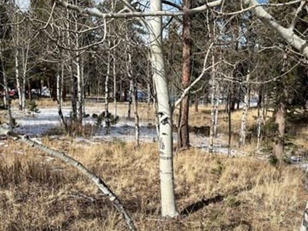 630 PEMBROOK Drive, Woodland Park, CO 80863