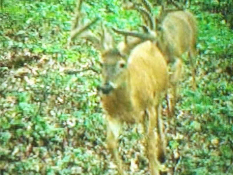 Sheepskin Ridge Road, Lower Salem, OH 45745 Photo 13