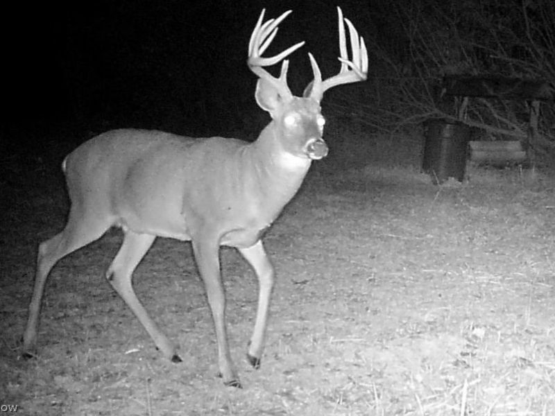 Sheepskin Ridge Road, Lower Salem, OH 45745 Photo 14