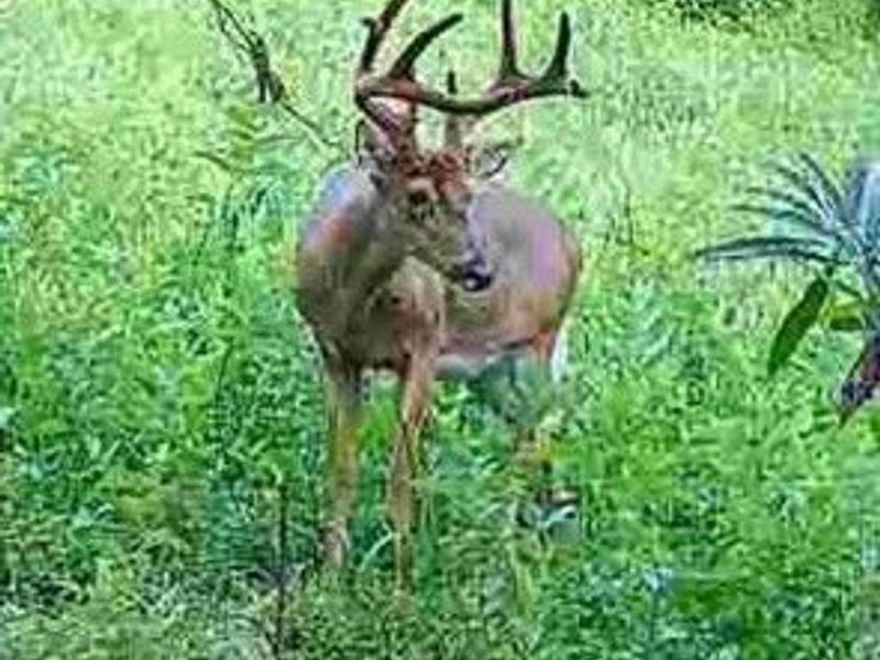 Sheepskin Ridge Road, Lower Salem, OH 45745 Photo 15