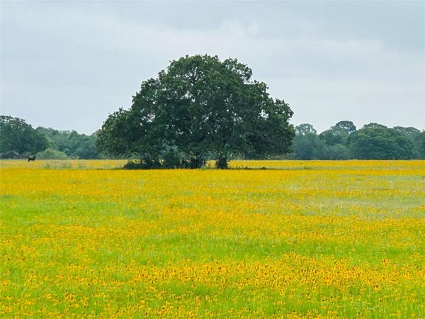 TBD Lot 4 County Road 127 RD, Ledbetter, TX 78946