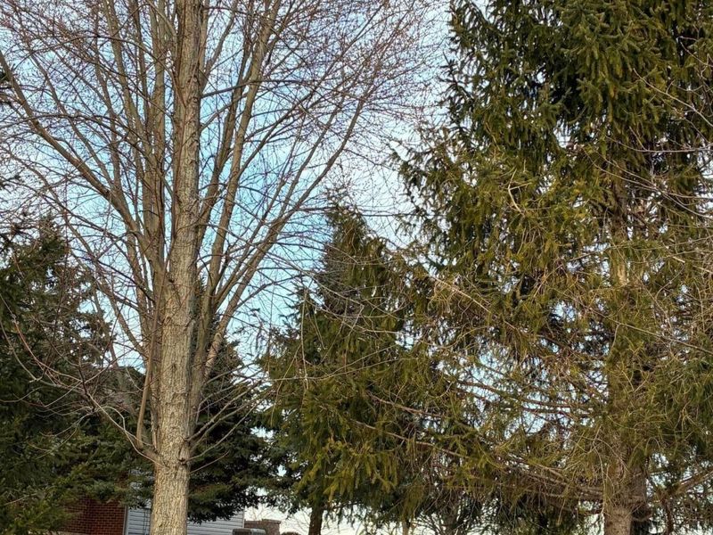 3025 Smartweed Lane, Grove City, OH 43123 Photo 8