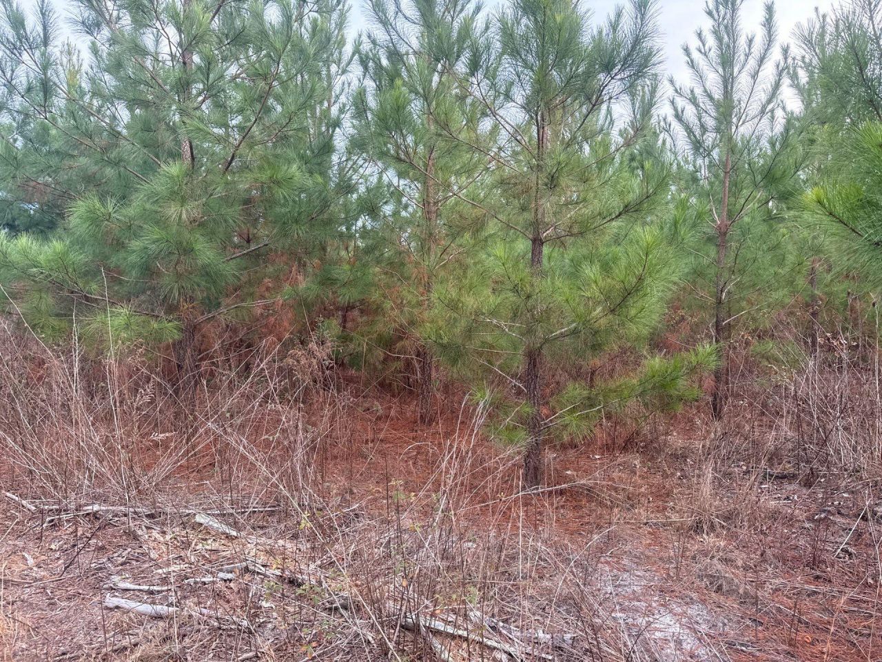 Qbf 12 Nurnberg Dr Road Photo 10