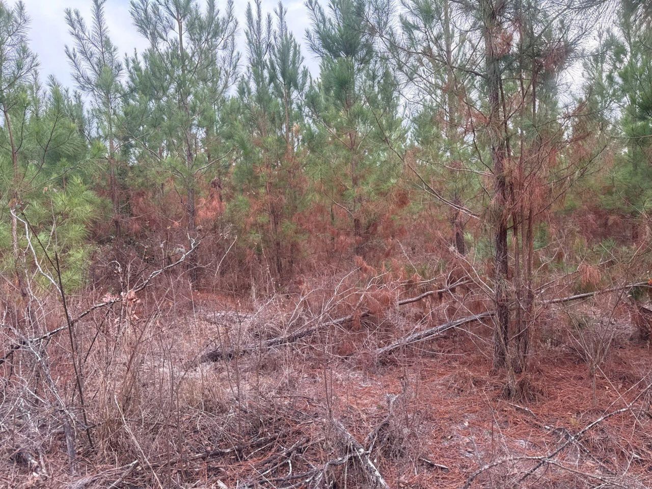 Qbf 12 Nurnberg Dr Road Photo 11