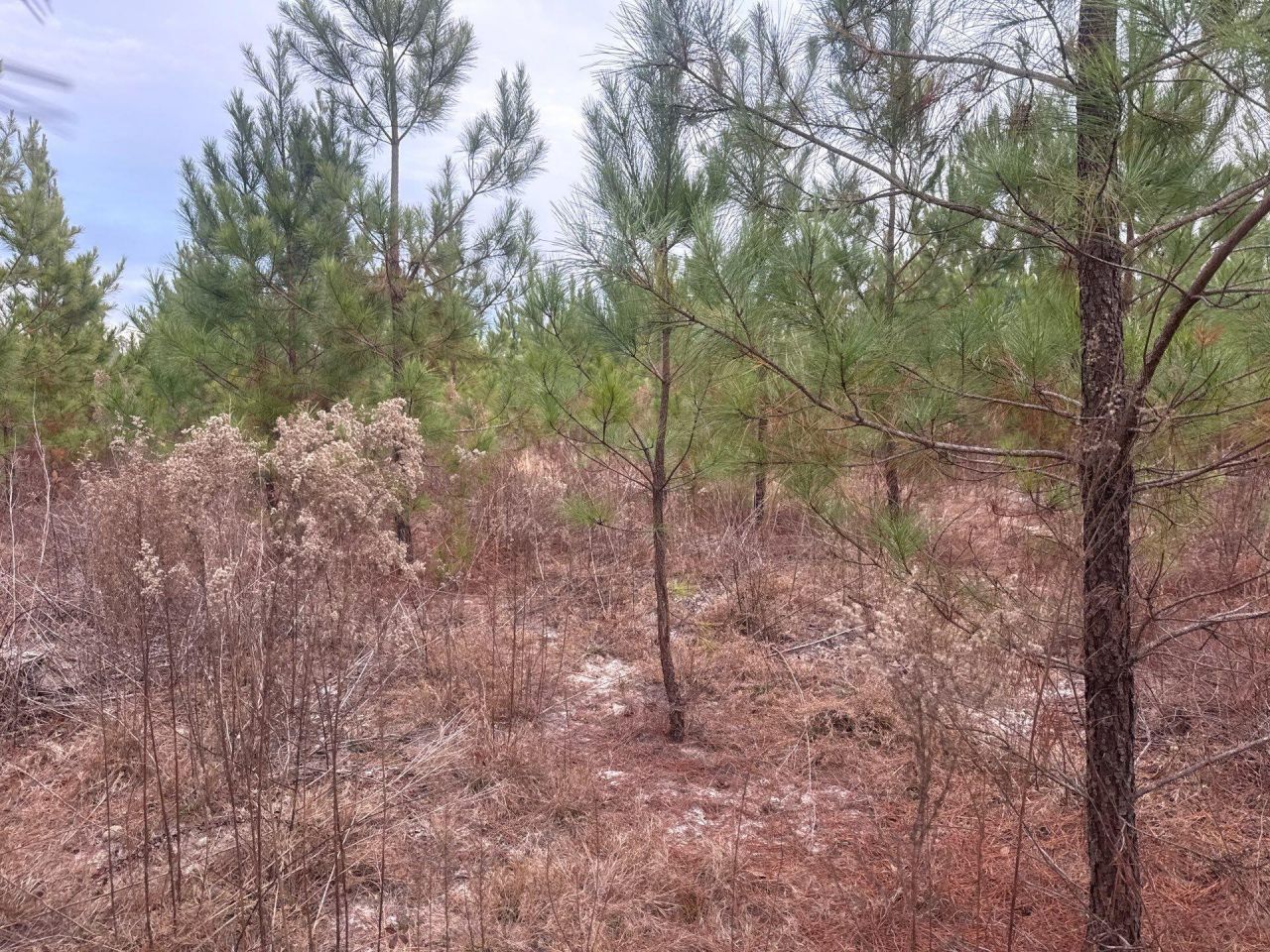 Qbf 12 Nurnberg Dr Road Photo 4