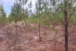 Qbf 12 Nurnberg Dr Road photo 4