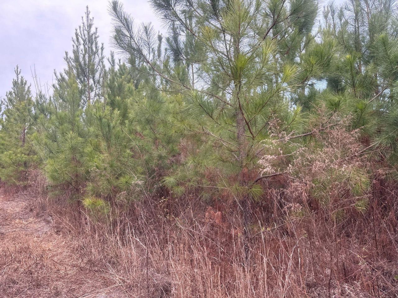 Qbf 12 Nurnberg Dr Road Photo 5