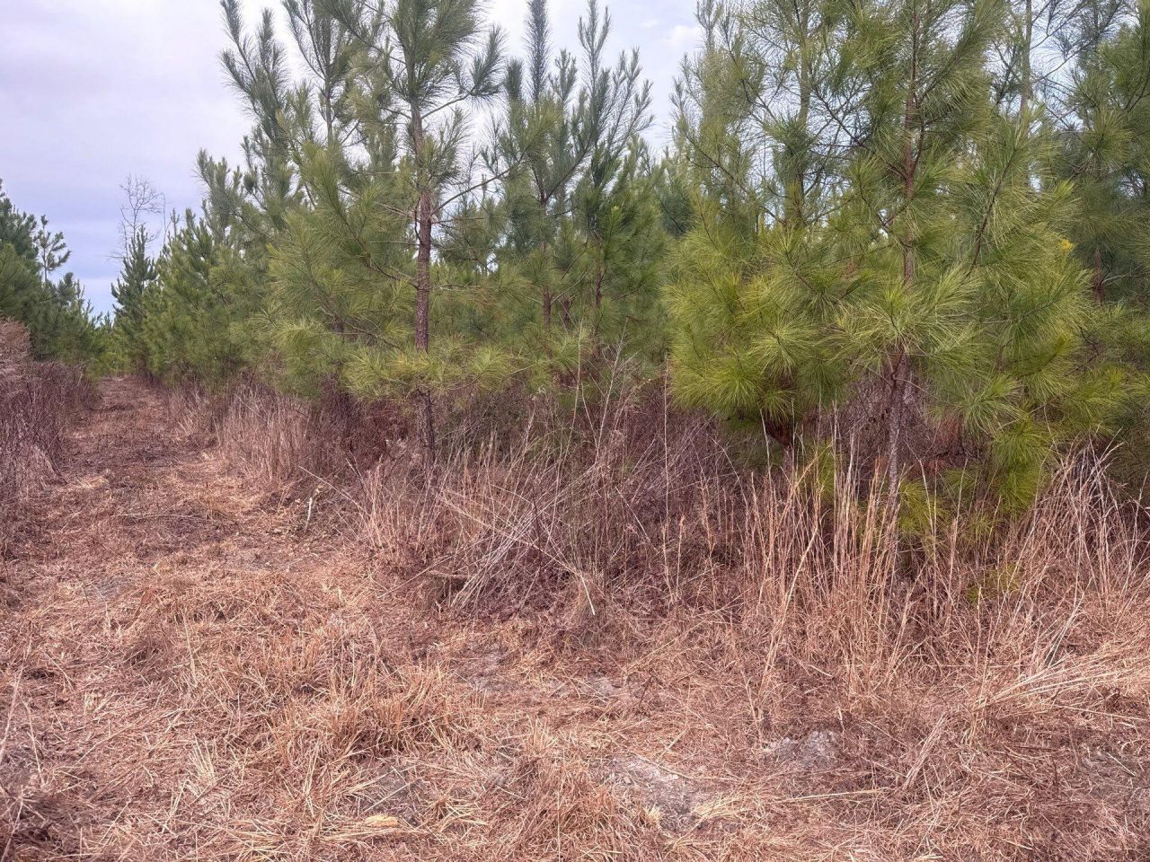 Qbf 12 Nurnberg Dr Road Photo 7