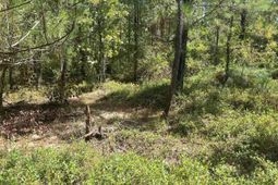 Ppf 14 Payne Pond Road photo 4