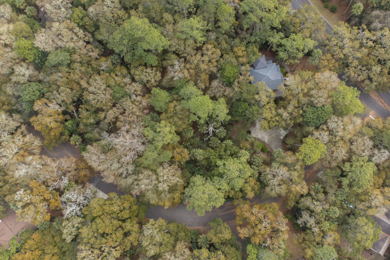 2715 Gnarled Pine Photo 4