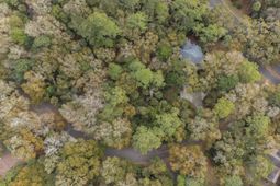 2715 Gnarled Pine photo 4