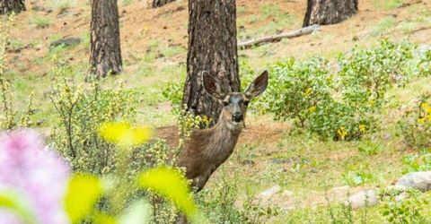 224 S Earlham Court, Reno, NV 89511 Photo