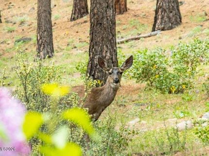 224 S Earlham Court, Reno, NV 89511 Photo