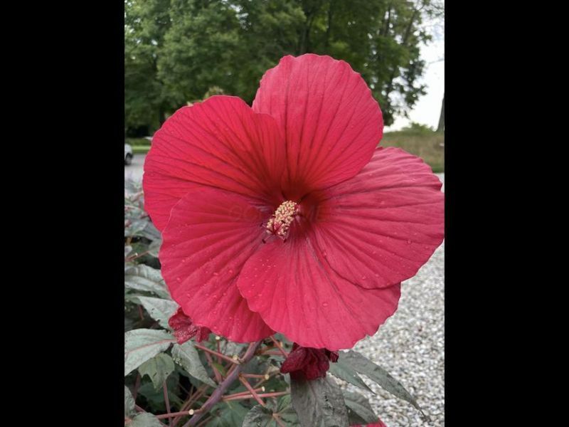 1136 Porter Lane , Centerburg, OH 43011 Photo 79