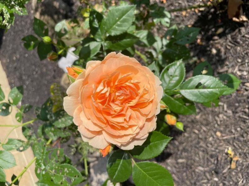 1136 Porter Lane , Centerburg, OH 43011 Photo 87