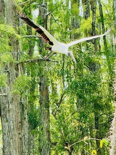 10526 Carena Cir, Fort Myers, FL 33913 Photo