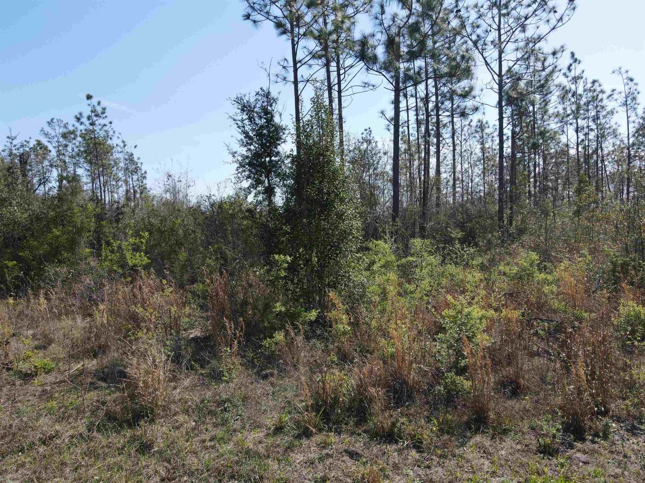 Se Colonial Way, Lee, FL 32059 Photo