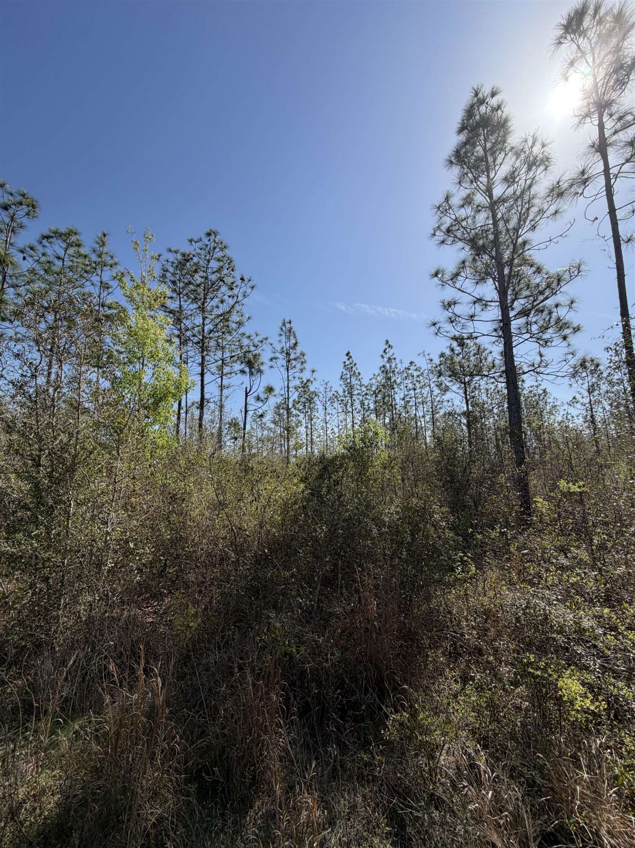 Se Colonial Way, Lee, FL 32059 Photo