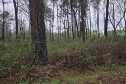 00 Orangeburg Road  photo 4