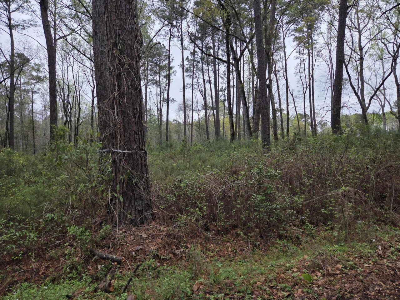 00 Orangeburg Road  Photo 6