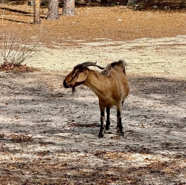 357 SW Conestoga Way, Fort White, FL 32038 Photo