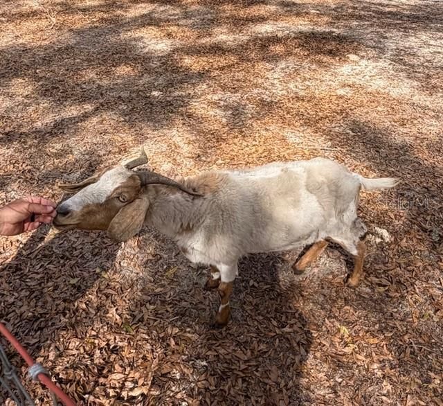 357 SW Conestoga Way, Fort White, FL 32038 Photo