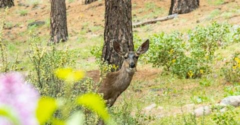 224 S Earlham Court, Reno, NV 89511 Photo