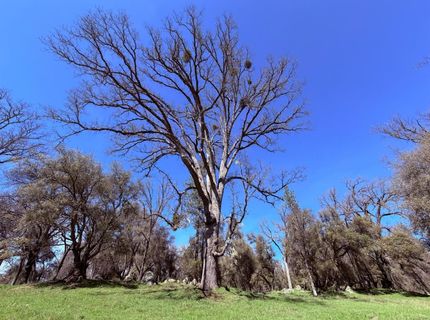 2901 Cedar Creek Rd, Fiddletown, CA 95629 Photo