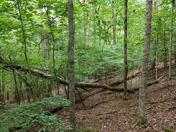 LOT 16 Morris Trail, Cleveland, GA 30528