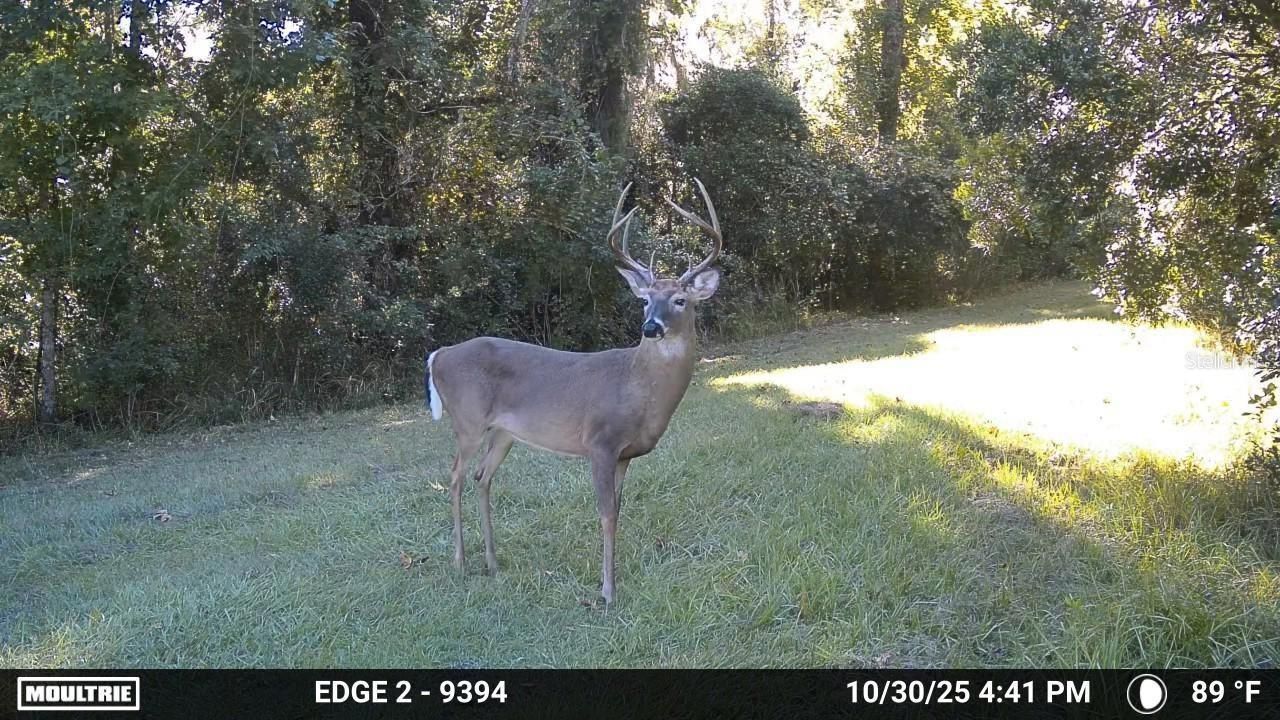 11816 SE County Road 234, Micanopy, FL 32667 Photo