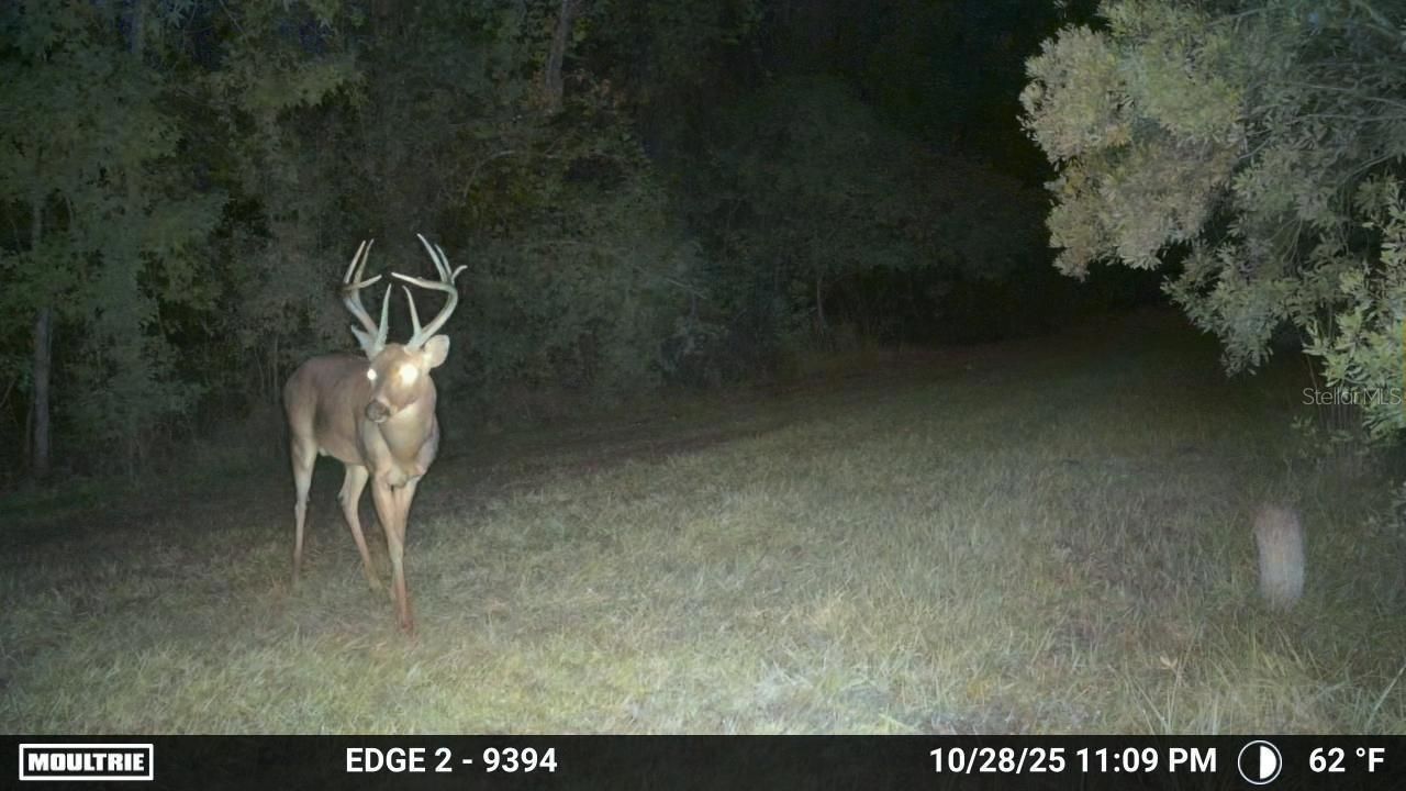 11816 SE County Road 234, Micanopy, FL 32667 Photo