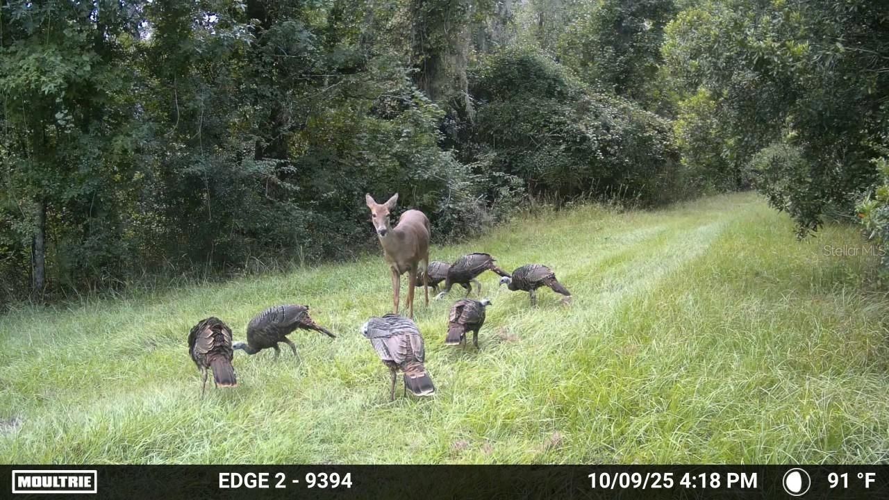 11816 SE County Road 234, Micanopy, FL 32667 Photo