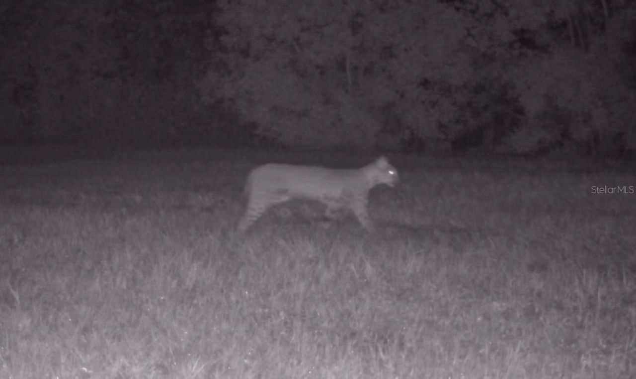 11816 SE County Road 234, Micanopy, FL 32667 Photo