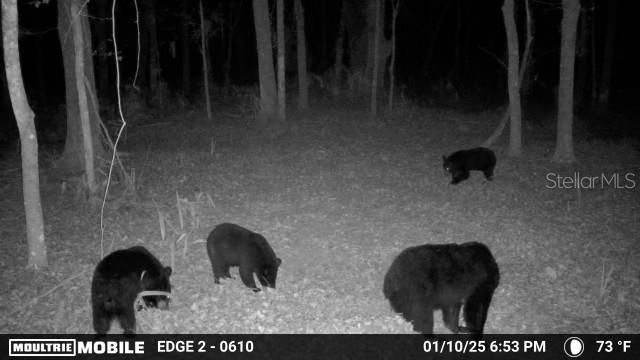 11816 SE County Road 234, Micanopy, FL 32667 Photo