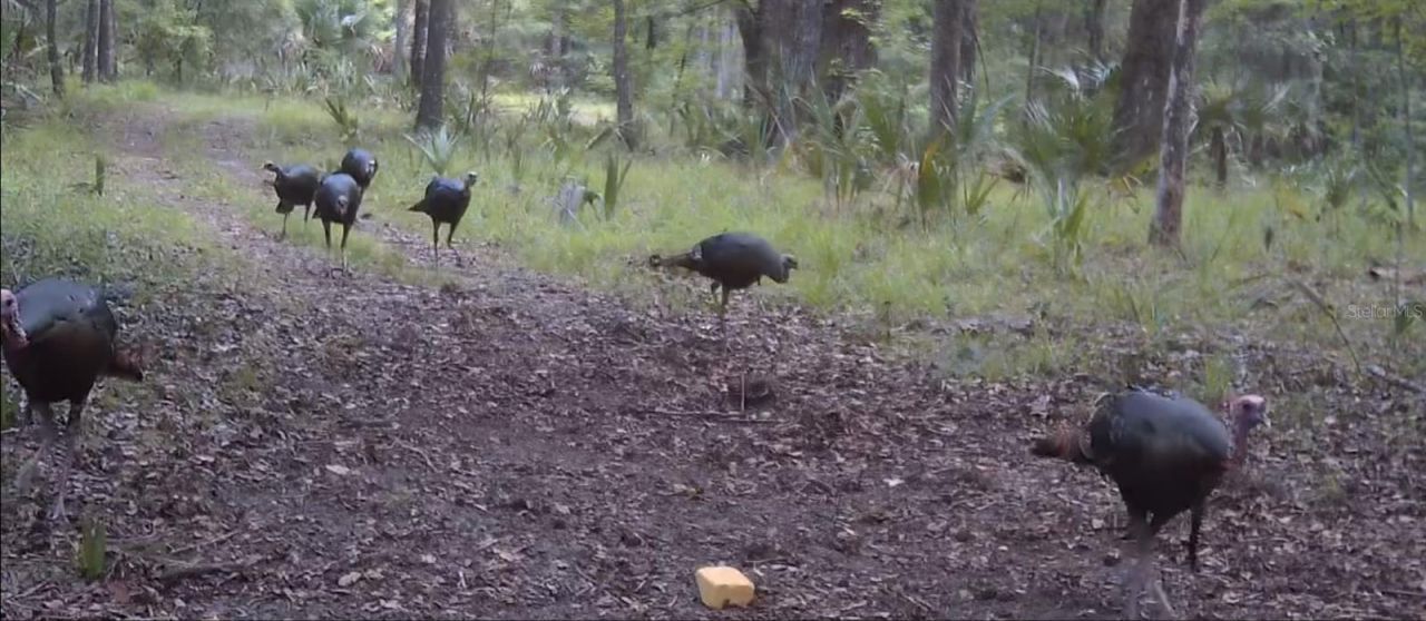 11816 SE County Road 234, Micanopy, FL 32667 Photo