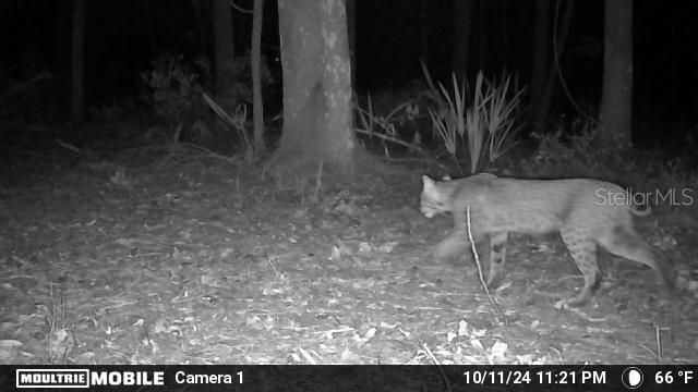 11816 SE County Road 234, Micanopy, FL 32667 Photo