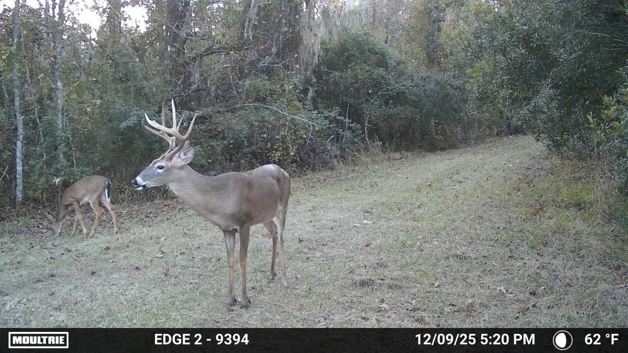 11816 SE County Road 234, Micanopy, FL 32667 Photo