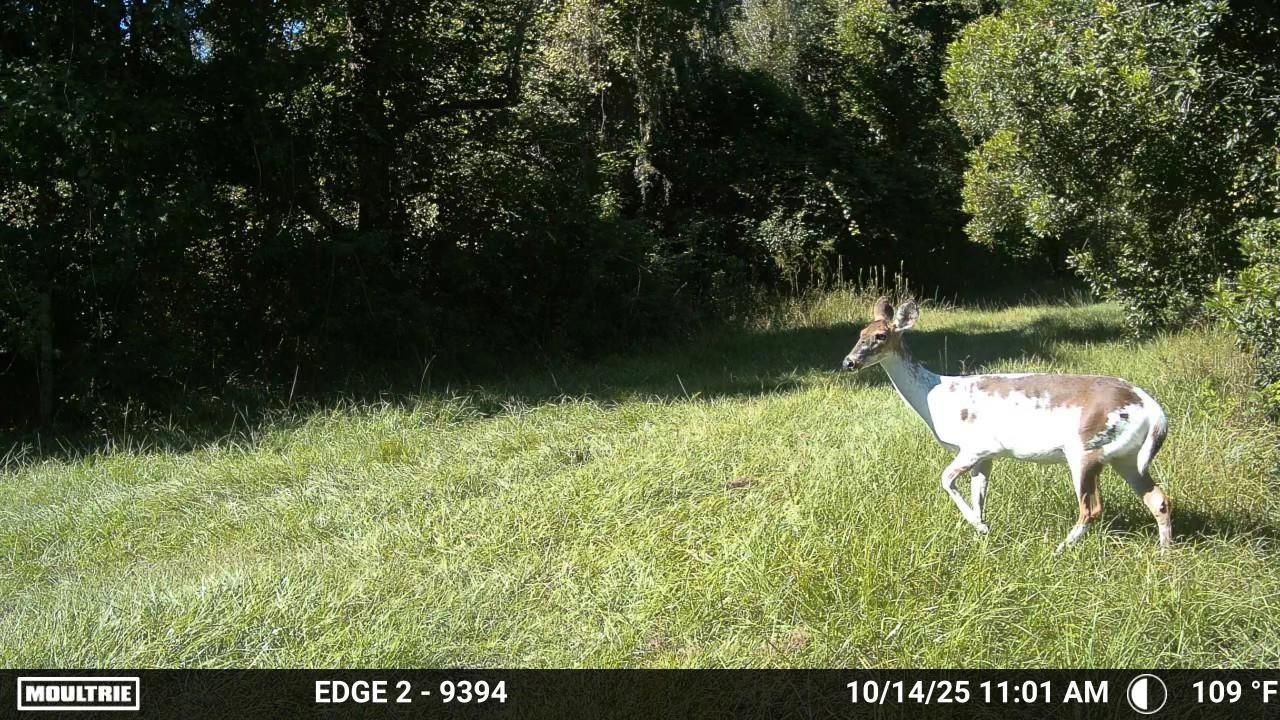 11816 SE County Road 234, Micanopy, FL 32667 Photo