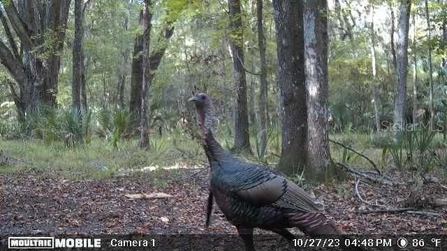 11816 SE County Road 234, Micanopy, FL 32667 Photo